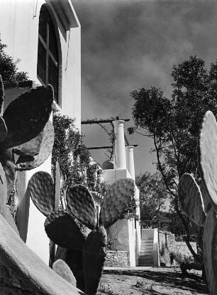 Capri. Kakteen an einer Terrasse