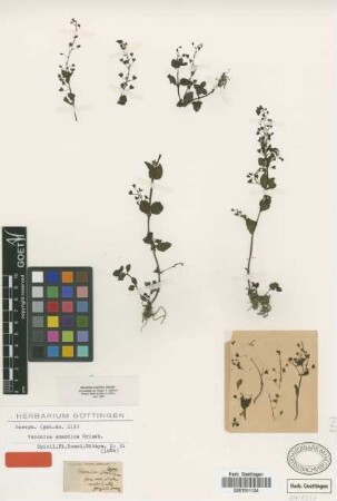 Veronica scardica Griseb. [holotype]
