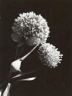 Lauch (Allium ampeloprasum Lauch-Gruppe, Syn. Allium porrum), auch Porree, Breitlauch, Winterlauch, Welschzwiebel, Gemeiner Lauch, Spanischer Lauch, Aschlauch, Fleischlauch. Knospe und Blüten