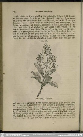Fig. 121. Chinabaum, Chinchona