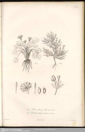 Fig. 1. Sherardia Pusilla, Bory et Chaub. Fig. 2. Ranunculus Ficarioides, Bory et Chaub