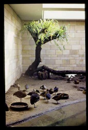 Zoo Neues Vogelhaus 2.3.63.
