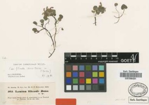 Lamium filicaule Boiss. [type]