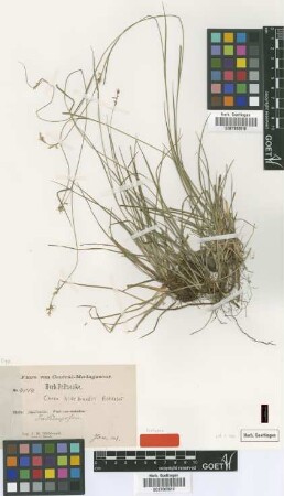 Carex hildebrandtiana Boeckeler [isotype]