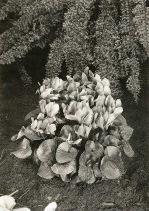 Alpenveilchen (Cyclamen L.) als Exponat der "Frühjahrsblumenschau", in der Stadthalle in Dresden