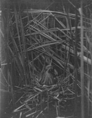 Zwergdommel : Zwergdommel (Ixobrychus minutus Linnaeus) auf dem Nest.