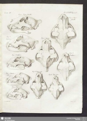 Pl. XXXIV. pag. 448