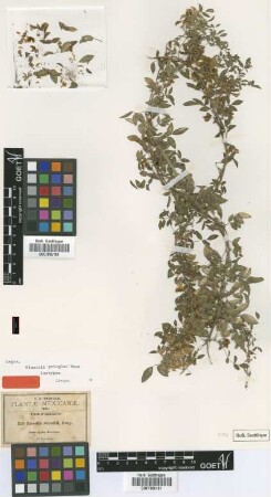 Nissolia schottii A.Gray
