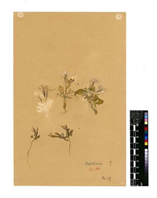 Cruciferae Malcolmia confusa Boissier, Edmond (1810 - 1885) [Balat (Stadtteil)]