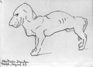 Kranker Dachshund (Naturstudie). Federzeichnung (1933; E. Richter). Dresden, Eisenstuckstraße, Atelier der Künstlerin