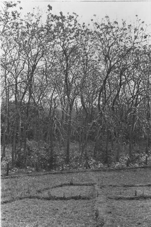 Djatiwald nahe Trinil : Landschaft mit Bäumen