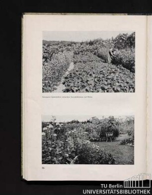 Sonniges Gartenleben zwischen Sonnenblumen und Mohn.