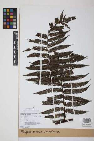 Alsophila erinacea (H.Karst.) D.S.Conant