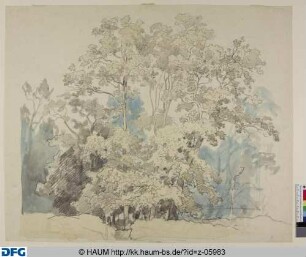 Gruppe von hohen Bäumen