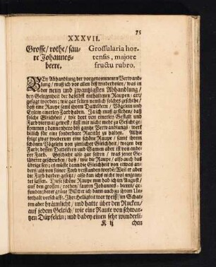 XXXVII. Grosse/ rothe /saure Johannesbeere. Grossularia hortensis, majore fructu rubro.