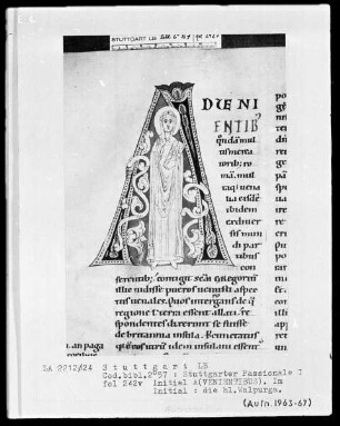 Stuttgarter Passionale — Pars hiemalis (erster Band) — Initiale A (dvenientibus), darin die heilige Walpurga, Folio 242verso