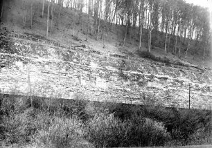 Neudenau Sanierung Stützmauer Rodung Hangwald
