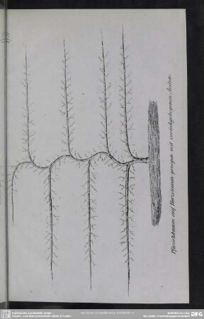 Tf. 17. Pfirsichbaum auf Herzstamm gezogen mit zurückgebogenen Aesten