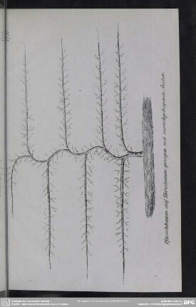 Tf. 17. Pfirsichbaum auf Herzstamm gezogen mit zurückgebogenen Aesten