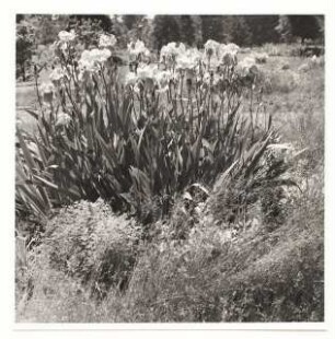 Bundesgartenschau 1955, Kassel: Blumenbeet mit Iris