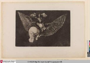 Disparate volante [FliegendeTorheit; Flying folly]