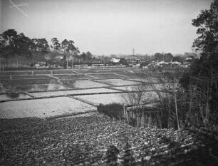 Japan. Reisfelder bei Misonoguchi (Misonoguchi-cho)