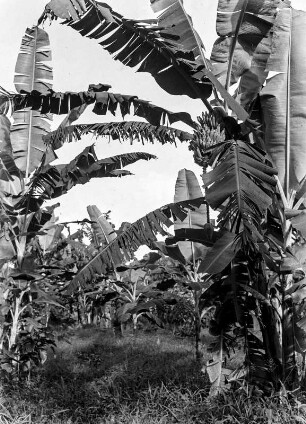 Vegetationsansicht : Blick auf Bananenstauden bei Malabo.