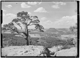 Blick vom Papststein nach Gohrisch mit Kiefer