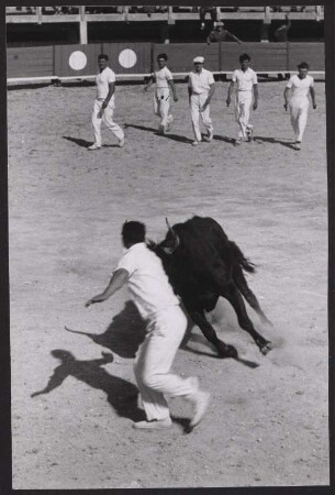 Beim Stierlauf in der Arena von Saintes-Maries-de-la-Mer