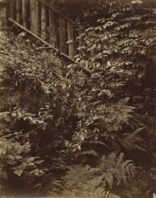 Farne und Holunder vermutlich am ehemaligen königlichen Tiergarten