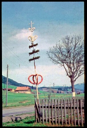 Palmen am Gartenzaun