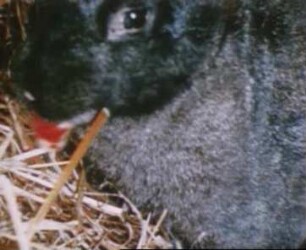 Oryctolagus cuniculus (Leporidae) - Geburt