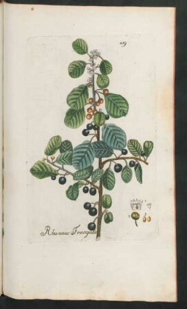 419. Rhamnus frangula