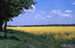 Rapsfeld