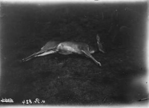 Gazelle : Tote Oribis-Antilope