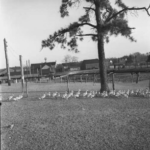 Long Island, Geflügelfarm, Enten