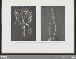 Korallenbaum aus der Ausstellung des Altonaer Museums