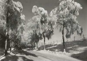 Osterzgebirge. Birken mit Rauhreif an der Straße nach Frauenstein