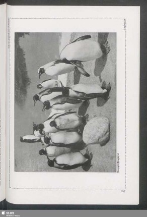 Königs-Pinguine