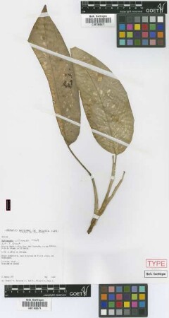 Dieffenbachia williamsii Croat [paratype]