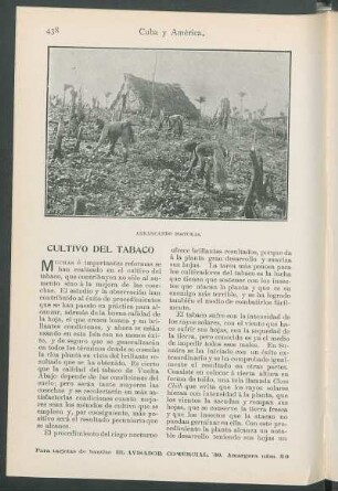 Cultivo del tabaco.