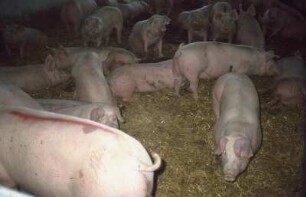 Fotografie: Tieflaufstall, Zuchtsau, Zuckerrübe, Mastschwein