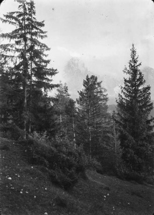 Im Gebirge : Wald mit Blick auf einen Berggipfel in Wolken, vermutlich der Langkofel