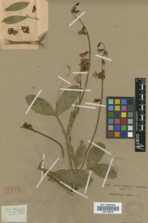 Lathyrus latioflius L. var. elongatus Griseb.[syntype]