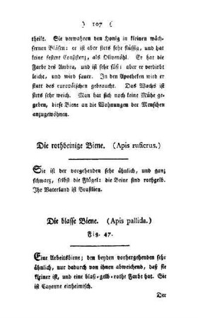¬Die¬ blasse Biene : (Apis pallida) ; Fig. 47