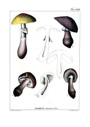 Tav. XXII. Agaricus rubescens Fries.