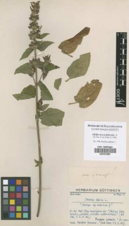 Stachys alpina L.