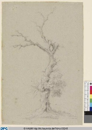 Entlaubter Baum