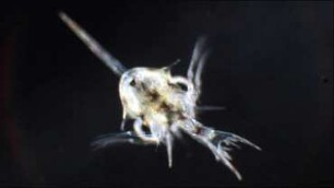 Liocarcinus holsatus zoea Helgoland 2019