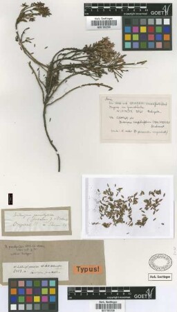 Vaccinium pernettyoides Griseb. ex Wedd. [isotype]